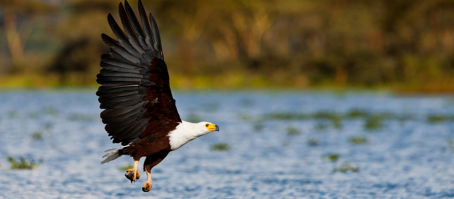 Fish Eagle